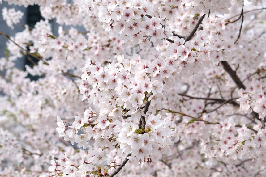 2026 제2회 마포구 벚꽃 페스티벌 - 17