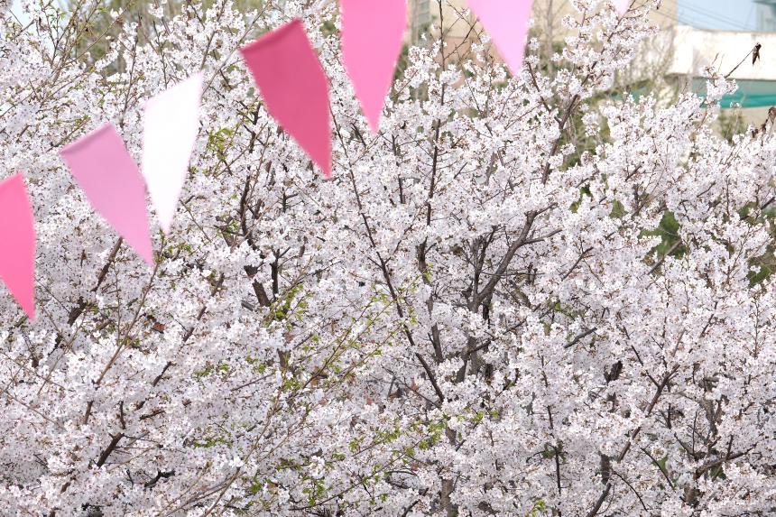 2026 제2회 마포구 벚꽃 페스티벌 - 24