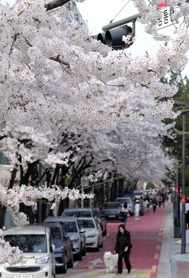 2026 제2회 마포구 벚꽃 페스티벌 - 34