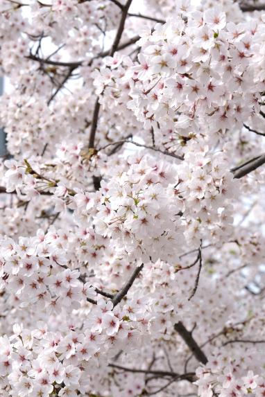 2026 제2회 마포구 벚꽃 페스티벌 - 35