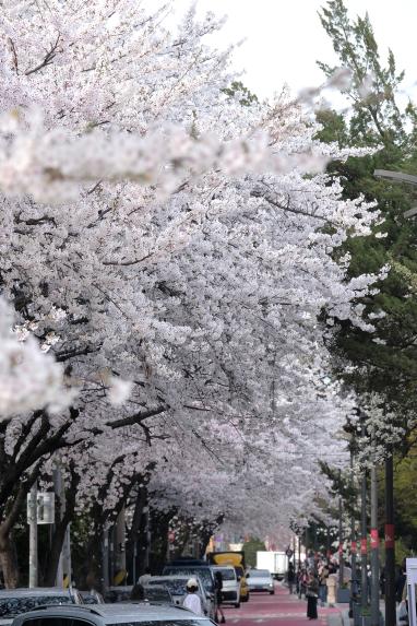 2026 제2회 마포구 벚꽃 페스티벌 - 36