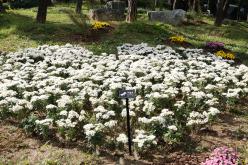 국화정원 황톳길 개장식 4