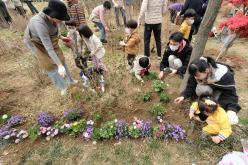 제81회 식목일 기념 릴레이 정원만들기 행사-국화정원 27