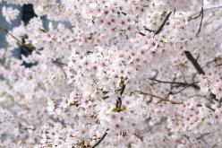 2026 제2회 마포구 벚꽃 페스티벌 17